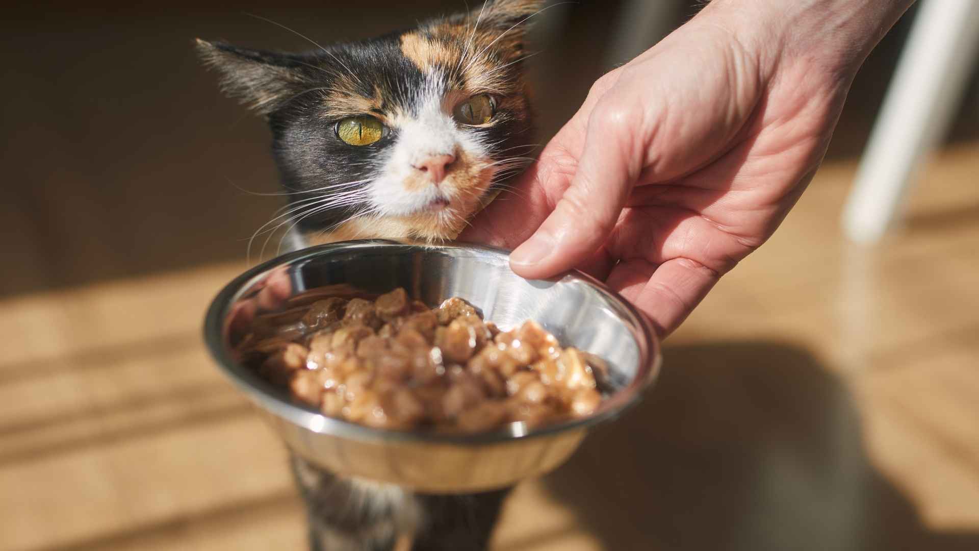 Comida humeda para gatos